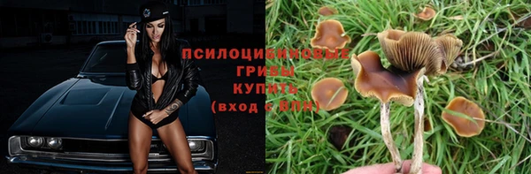 индика Аркадак